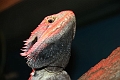 Reptiles & Amphibians
